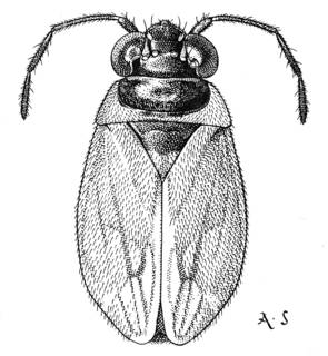 To NMNH Extant Collection (Illustration 001668)