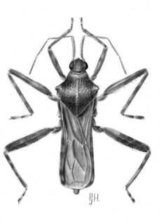 To NMNH Extant Collection (Illustration 001722)