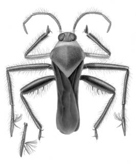 To NMNH Extant Collection (Illustration 001723)