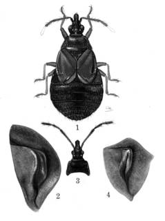 To NMNH Extant Collection (Illustration 001734)