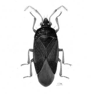 To NMNH Extant Collection (Illustration 001735A)