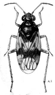 To NMNH Extant Collection (Illustration 001743)