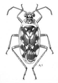 To NMNH Extant Collection (Illustration 001754)
