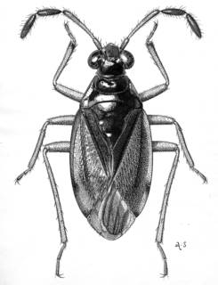 To NMNH Extant Collection (Illustration 001759)