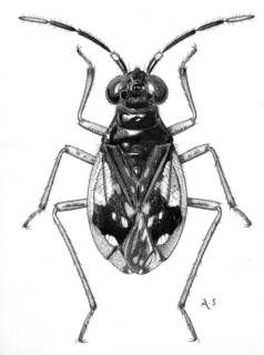 To NMNH Extant Collection (Illustration 001761)