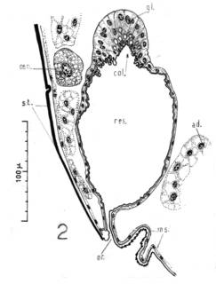 To NMNH Extant Collection (Illustration 001886)