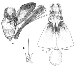 To NMNH Extant Collection (Illustration 002094)