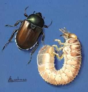 To NMNH Extant Collection (Illustration 002111A)