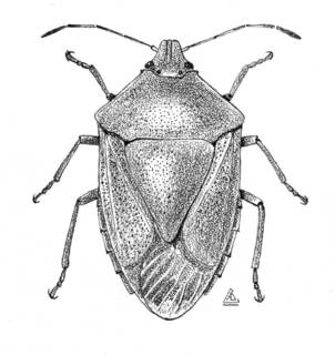 To NMNH Extant Collection (Illustration 002160A)
