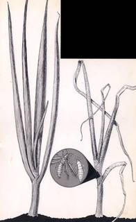 To NMNH Extant Collection (Illustration 002200)