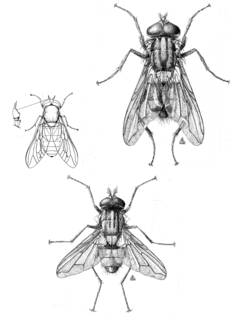 To NMNH Extant Collection (Illustration 002207)