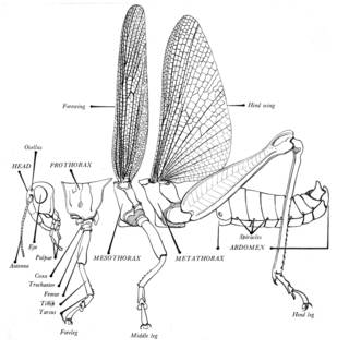 To NMNH Extant Collection (Illustration 002229)