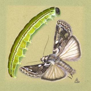 To NMNH Extant Collection (Illustration 002256)