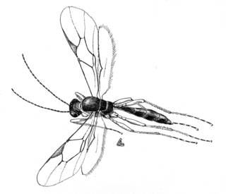 To NMNH Extant Collection (Illustration 002264)