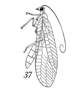 To NMNH Extant Collection (Illustration 002283)