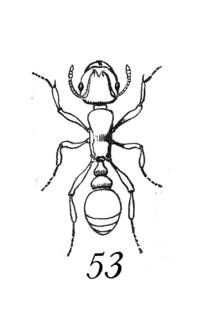 To NMNH Extant Collection (Illustration 002289)