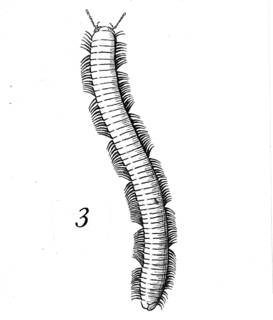 To NMNH Extant Collection (Illustration 002292)