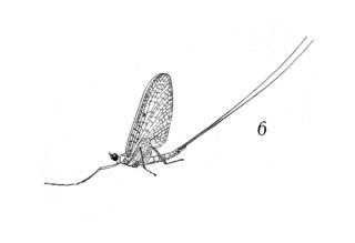 To NMNH Extant Collection (Illustration 002294)