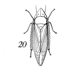 To NMNH Extant Collection (Illustration 002302)