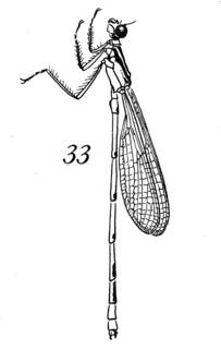 To NMNH Extant Collection (Illustration 002306)