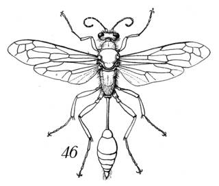 To NMNH Extant Collection (Illustration 002311)