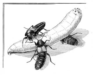 To NMNH Extant Collection (Illustration 002337)