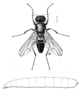 To NMNH Extant Collection (Illustration 002437)