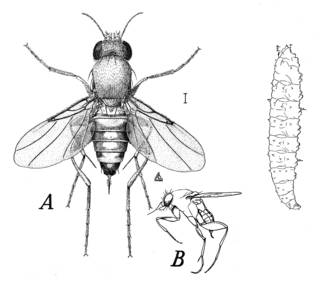 To NMNH Extant Collection (Illustration 002440)