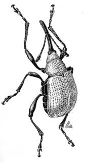 To NMNH Extant Collection (Illustration 002480)