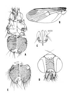 To NMNH Extant Collection (Illustration 002604)
