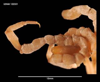 To NMNH Extant Collection (Pycnogonum gaini (3) 122331)