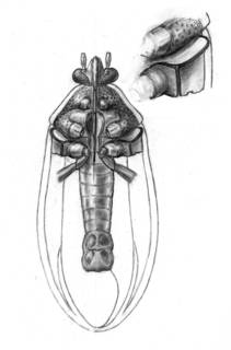 To NMNH Extant Collection (Illustration 004243)