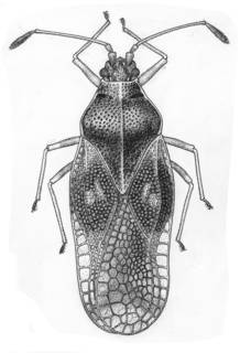 To NMNH Extant Collection (Illustration 004313)