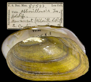 To NMNH Extant Collection (IZ MOL 85583 Unio abbevillensis Holotype)