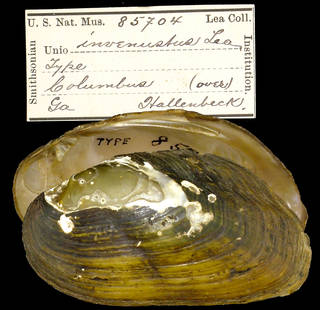 To NMNH Extant Collection (IZ MOL 85704 Unio invenustus Holotype)