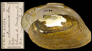 To NMNH Extant Collection (IZ MOL 85576 Unio uhareensis Holotype)