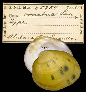To NMNH Extant Collection (IZ MOL 85854 Unio ornatus Holotype)