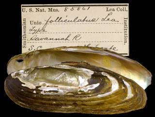 To NMNH Extant Collection (IZ MOL 85861 Unio folliculatus Holotype)