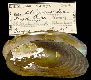 To NMNH Extant Collection (IZ MOL 85890 Unio strigosus Holotype)