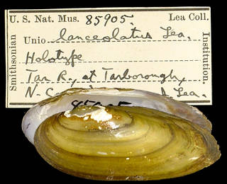 To NMNH Extant Collection (IZ MOL 85905 Unio lanceolatus Holotype)