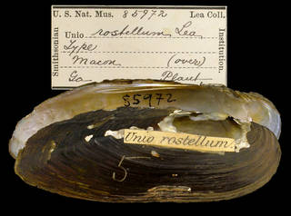 To NMNH Extant Collection (IZ MOL 85970 Unio rostellum Holotype)