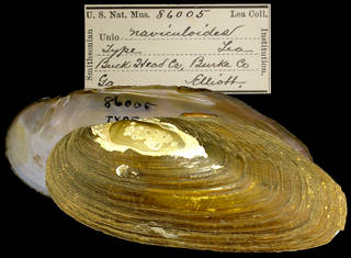 To NMNH Extant Collection (IZ MOL 86005 Unio naviculoides Holotype)