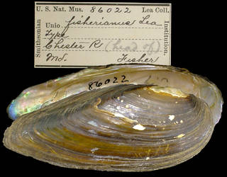 To NMNH Extant Collection (IZ MOL 86022 Unio fisherianus Holotype)