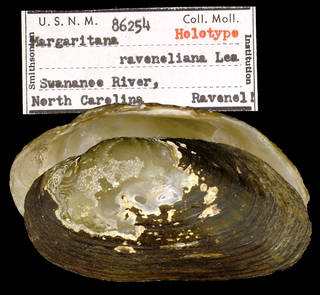 To NMNH Extant Collection (IZ MOL 86254 Margaritana raveneliana Holotype)