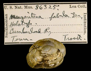 To NMNH Extant Collection (IZ MOL 86325 Margaritana fabula Holotype)