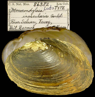 To NMNH Extant Collection (IZ MOL 86352 Anodon inoscularis Lectotype)