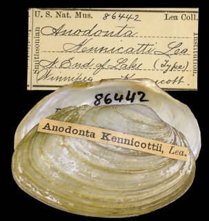 To NMNH Extant Collection (IZ MOL 86442 Anodonta kennicottii Holotype)