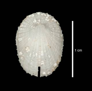 To NMNH Extant Collection (IZ MOL 178721 Shell 1 Dorsal view)