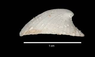 To NMNH Extant Collection (IZ MOL 178721 Shell 1 Lateral view)