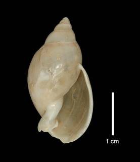 To NMNH Extant Collection (IZ MOL 205464 Shell Apertural view)